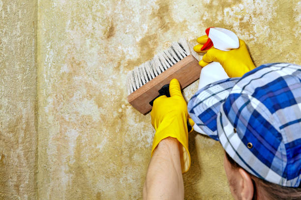 Best Basement Mold Removal  in Schaumburg, IL