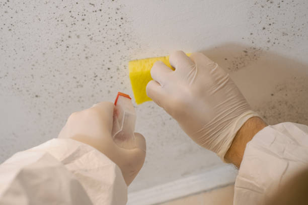 Best Commercial Mold Inspection  in Schaumburg, IL